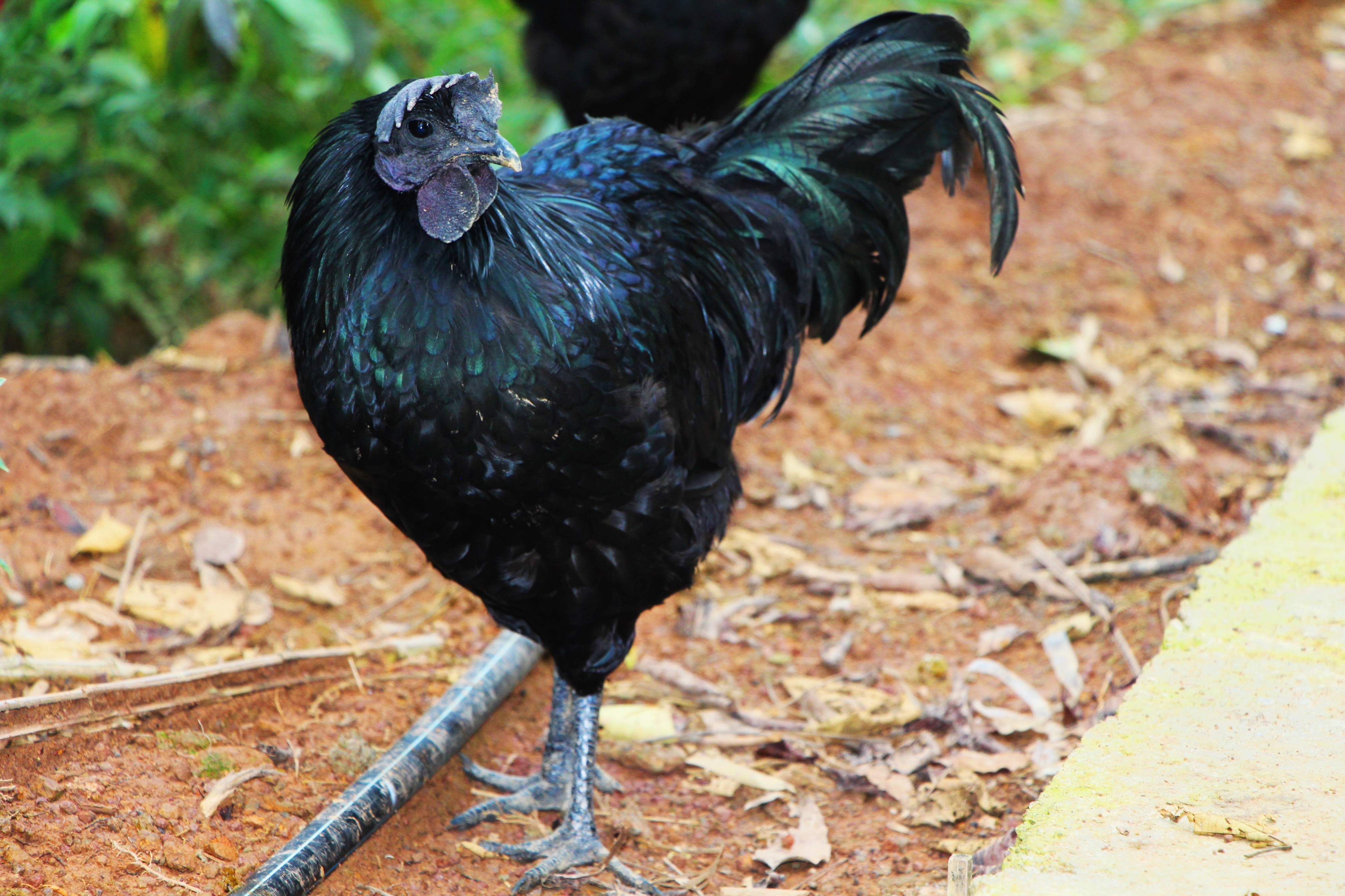 高品质盐津乌骨鸡_养殖环境_盐津乌骨鸡